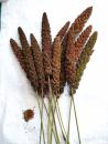 Rote feste Kolbenhirse halbreif 1 kg VORBESTELLUNG
